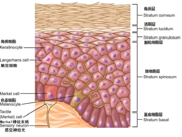 孚美達乳膏是如何淡化皮膚色素的？